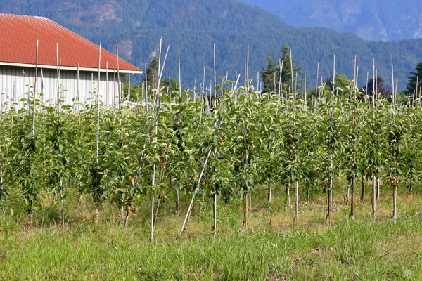 Eine Traube Junger Bäume Einem Obstgarten Auf Einem Bauernhof Wird — Stockfoto