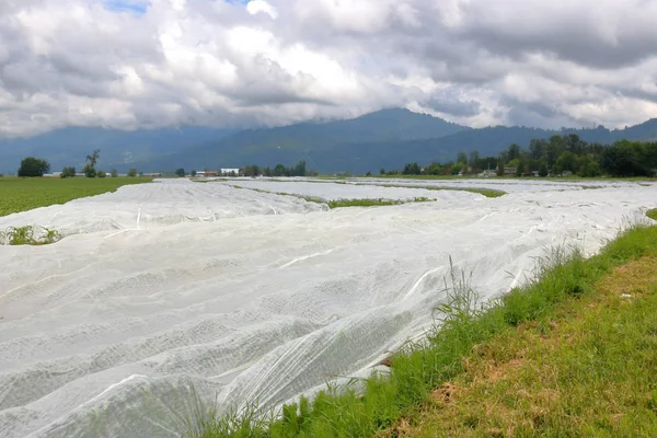 Ampia Visuale Fogli Plastica Sparsi Campo Grano Che Viene Utilizzato — Foto Stock