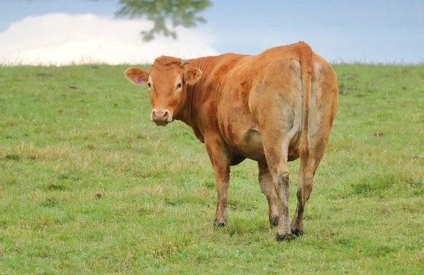 Vue Isolée Une Jeune Vache Brune Maillot Regardant Photographe Debout — Photo