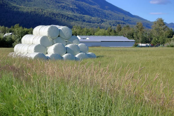 Amplia Vista Fardos Heno Apilados Pasto Rural Con Edificios Agrícolas — Foto de Stock