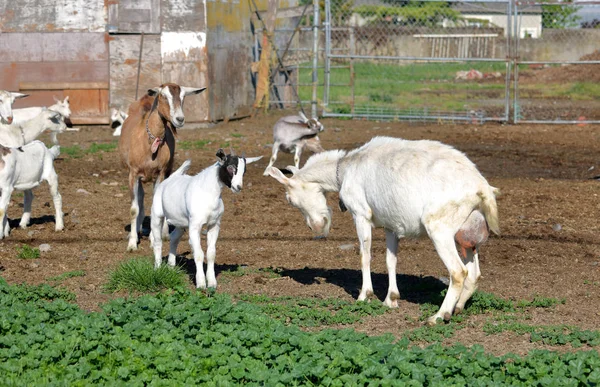 Una Cabra Enana Nigeriana Otra Cabra Paran Pasto Preparándose Para —  Fotos de Stock