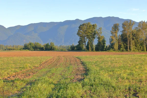 Landsbygdens Äng Med Forest Grove Och Gul Gräsmark Mognad Sommar — Stockfoto