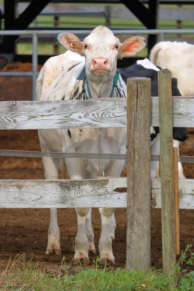 Vista Verticale Una Mucca Angus Con Ciuffo Peli Cowlick Sulla — Foto Stock