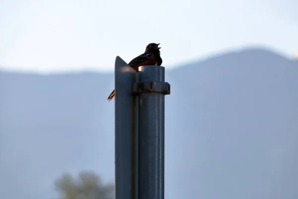 Silhouette Small Song Bird Perched Road Sign Calling Out Spring — Stock Photo, Image