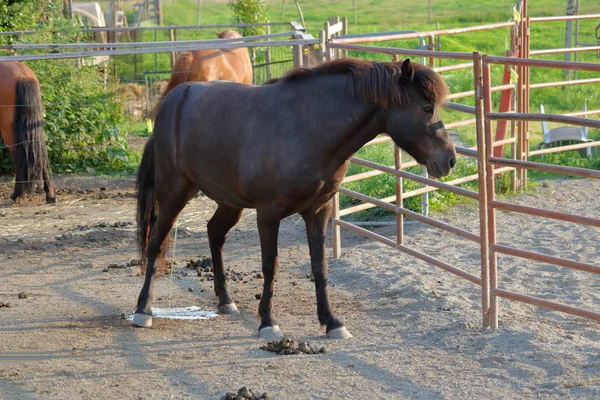 Cavalo Urina Uma Barraca Suja Cercada Por Fezes — Fotografia de Stock