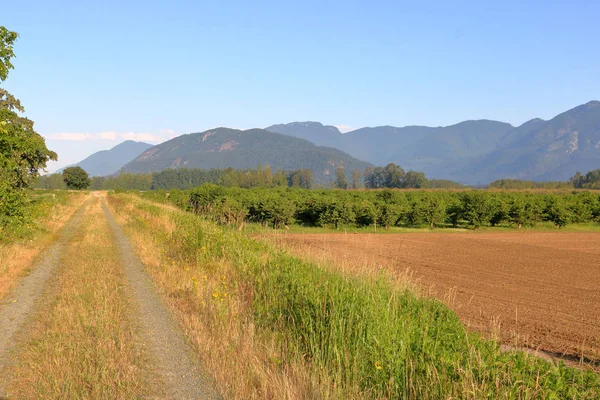 Entouré Montagnes Balayantes Chemin Terre Ferme Dresse Verger Noisettes Dans — Photo