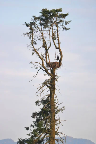 大人の女性アメリカ ワシの垂直方向のビュー 彼女の巣を高い木の上に腰掛け — ストック写真