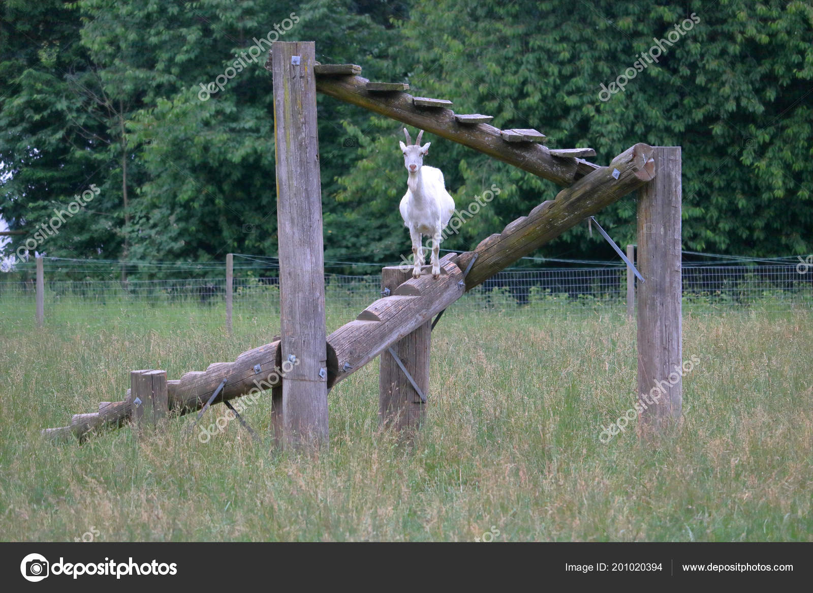 White Saanen Swiss Goat Stands Climbing Ladder Constructed Owner