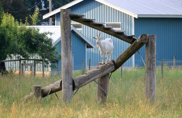 Owner Saanen Swiss Goat Has Built Climbing Platform Comprised Logs — Stock Photo, Image