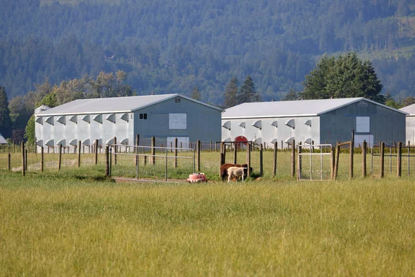 Deux Bâtiments Modernes Ferme Avicole Métal Tiennent Côte Côte Dans — Photo