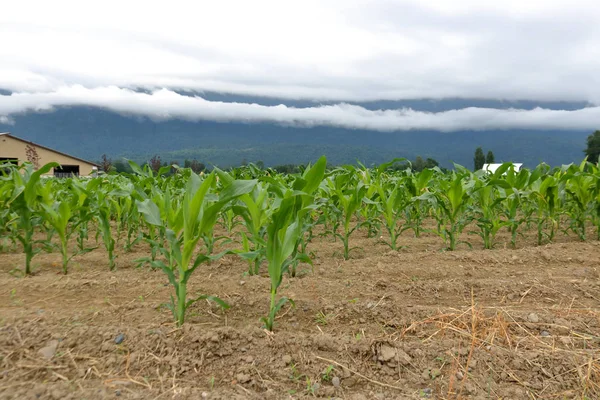 Low Angle Ground Level Point View Early Corn Emerging Soft — Stock Photo, Image