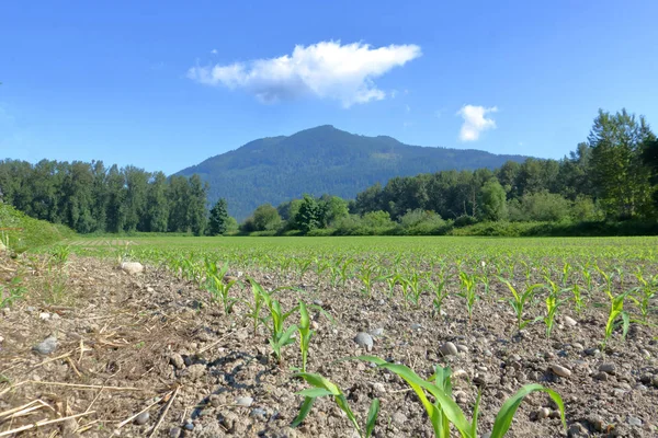 農地の低角度のビューが地面から出てくる新鮮なトウモロコシと深い青色の空を背景設定ソフト ベルベット グリーンと粉末 — ストック写真