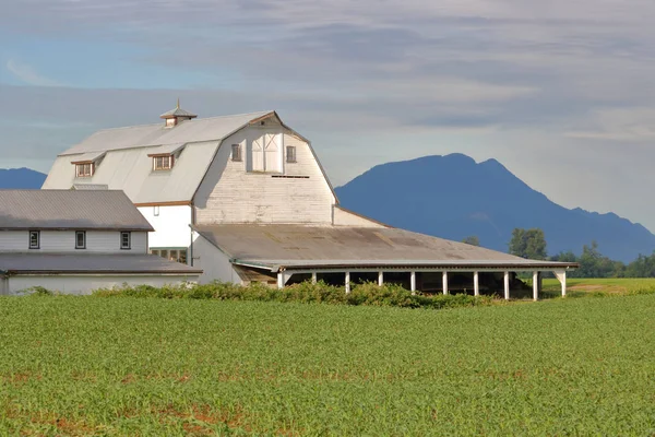 Een Gambrel Schuur Een Populaire Stijl Gezien Boerderijen Van Pacific — Stockfoto