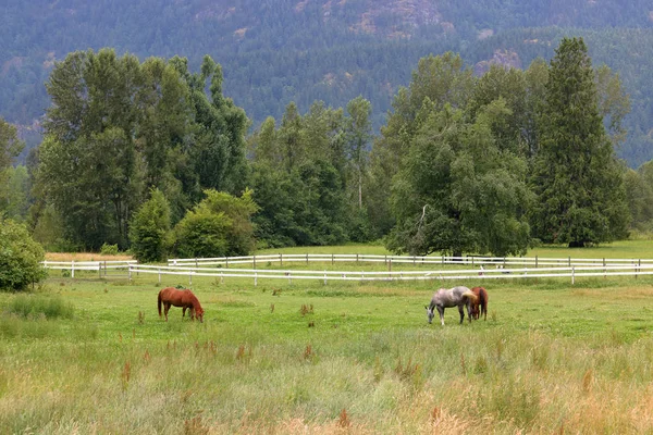 Venkovská Krajina Koní Pasoucích Letní Pastviny Zeleném Údolí — Stock fotografie