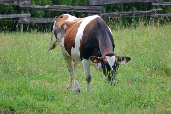 一个有凹陷胸腔的奶牛可以显示健康问题的迹象 包括消化和呼吸道疾病 — 图库照片