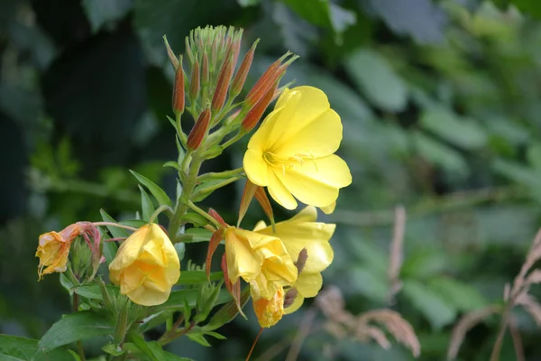 Sulje Näkymä Villi Keltainen Sinappi Kasvi Kukinta Kasvaa Etelä British — kuvapankkivalokuva