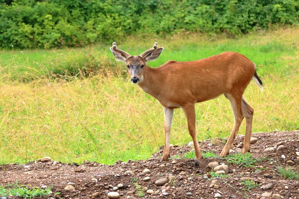 加拿大不列颠哥伦比亚省南部一座森林边缘的年轻成年黑尾鹿的外形视图 — 图库照片