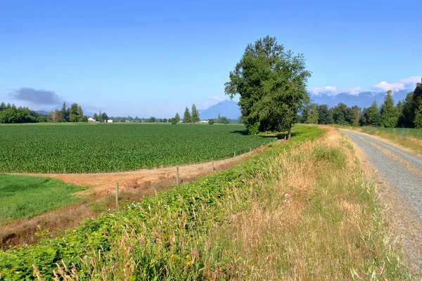 Pole Kukurydzy Wiosna Wysokie Drzewa Jawor Otaczają Natura Ścieżka Południowej — Zdjęcie stockowe