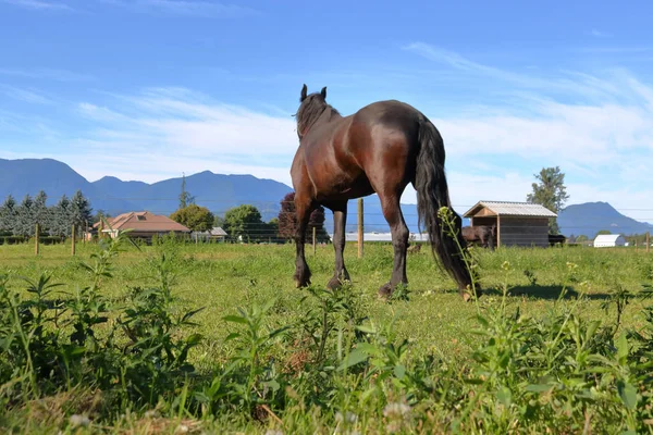 Uma Visão Baixo Ângulo Cavalo Trotando Seus Quartos Traseiros Bem — Fotografia de Stock