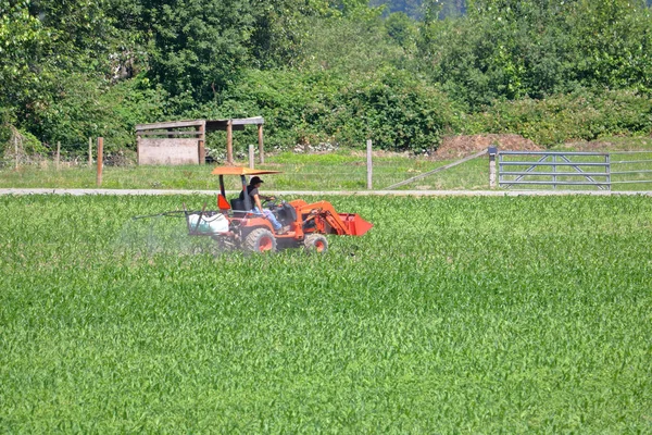 Malé Kukuřičné Pole Zaměstnává Malý Tahač Který Používá Spreji Pesticidy — Stock fotografie