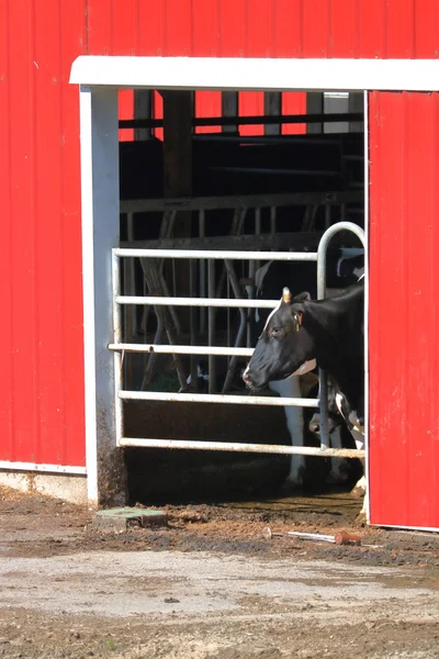 Вертикальный Вид Современный Красный Вход Коровник Профиль Черной Коровы Hereford — стоковое фото