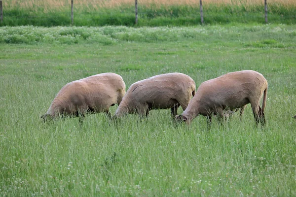 Τρία Ενήλικα Πρόβατα Στέκονται Δίπλα Δίπλα Και Τρεις Έχουν Πρόσφατα — Φωτογραφία Αρχείου