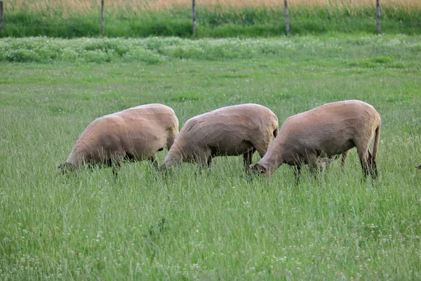 Tres Ovejas Adultas Están Lado Lado Los Tres Han Sido — Foto de Stock