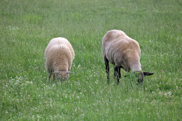 Duas Ovelhas Adultas Estão Lado Lado Direita Foi Cortado Recentemente — Fotografia de Stock