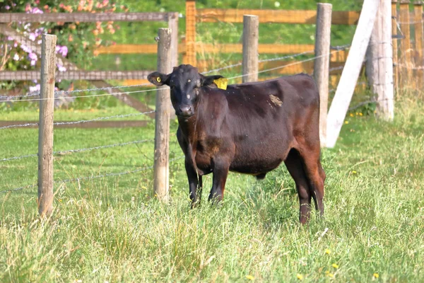 Vista Frontal Completa Marrón Vaca Adulta Con Graves Aberraciones Piel —  Fotos de Stock