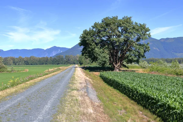 一棵大的加拿大枫叶树 这个国家的官方国家标志 站在农村农业地区笔直的乡间小路旁 — 图库照片