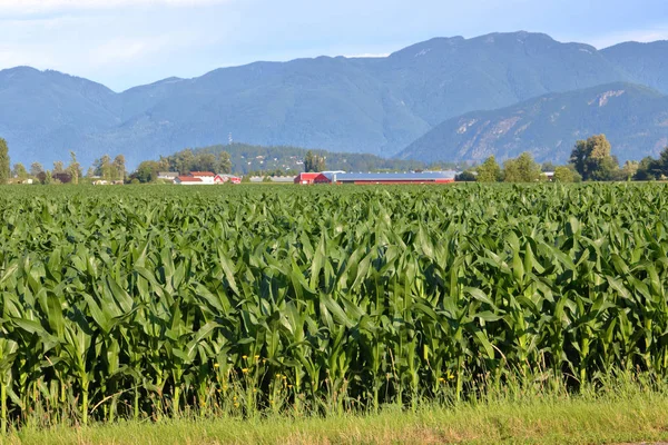 Summer Corn Edge Field Full View Bumper Crop Stretching Out — Stock Photo, Image