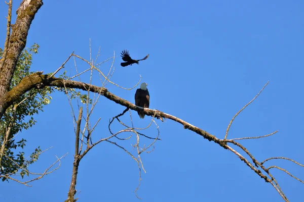 Blackbird Protegiendo Agresivamente Territorio Abalanza Sobre Macho Adulto American Bald —  Fotos de Stock