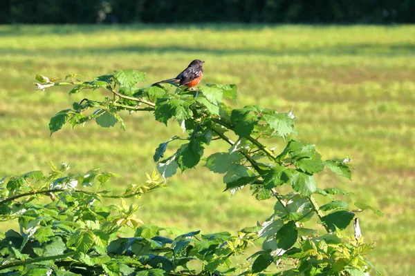 Weids Uitzicht Van Een Volwassen Red Breasted Meadowlark Parched Een — Stockfoto