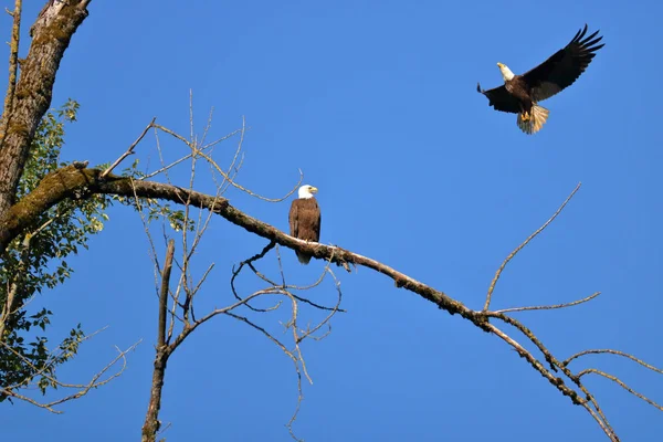 一只雌性美洲秃鹰进入框架加入她的成年男性伴侣栖息在一个赤裸的树枝上设置反对一个晴朗的蓝天 — 图库照片