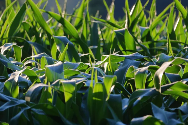 Тщательный Детальный Взгляд Утренние Морозы Сидящие Кукурузных Листьях — стоковое фото
