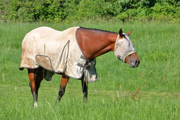 Profilo Cavallo Adulto Che Indossa Pesante Gilet Nylon Aiutare Proteggere — Foto Stock