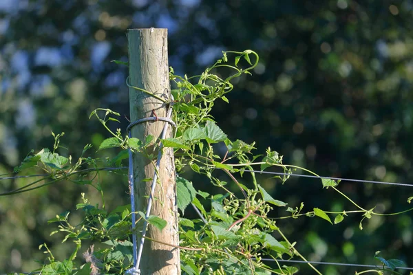 Hopfen Der Den Sommermonaten Zum Bierbrauen Verwendet Wird Und Auf — Stockfoto