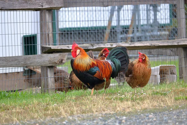 Vue Angle Bas Coq Liberté Poules Debout Côté Enclos — Photo