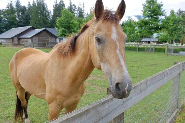 彼女の囲いの端に古い茶色の馬立っての完全なプロファイル ビュー — ストック写真