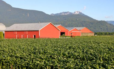 The view of a collection of red farm buildings surrounded in a green valley surrounded by ripening corn fields.  clipart