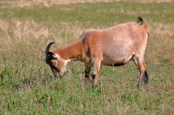 Profiel Van Weergave Van Een Volwassen Franse Alpen Geit Populair — Stockfoto