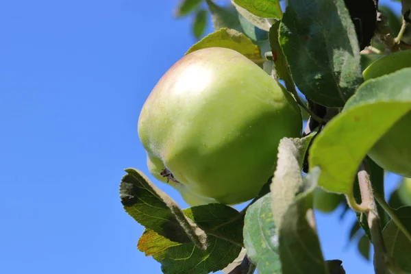 Vista Aislada Una Manzana Macintosh Verde Madurando Rama Contra Cielo — Foto de Stock