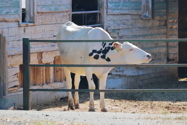 Uma Vaca Leiteira Hereford Branca Quase Pura Encontra Uma Superfície — Fotografia de Stock