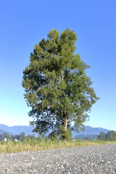 カナダの田舎で成長している背の高い 成熟したニレの孤立した 垂直ビュー — ストック写真