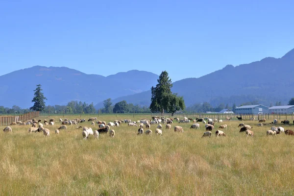 Ciel Été Bleu Clair Profond Une Prairie Dégagée Troupeau Moutons — Photo