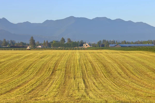 Ukončete Detailní Pohled Letní Trávy Půdy Sklizni Plodin — Stock fotografie