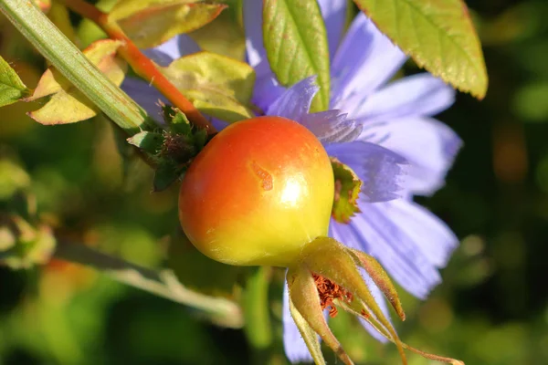 Vue Détaillée Une Canneberge Highbush Maturité Pendant Les Mois Été — Photo