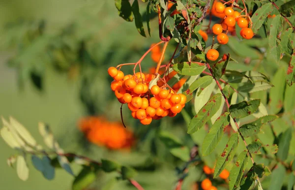 Vue Rapprochée Des Baies Rowan Mûrissant Sur Branche Pousse Dans — Photo