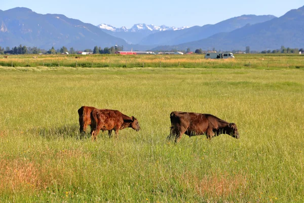 Vista Média Bezerros Campo Gramado Com Montanhas Rolando Fundo Como — Fotografia de Stock