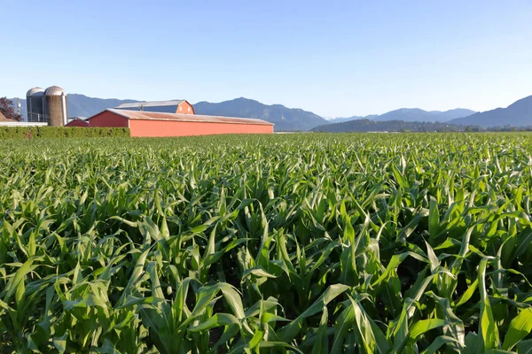 Široký Pohled Bohaté Valley Farm Zemědělství Pole Letní Kukuřice — Stock fotografie